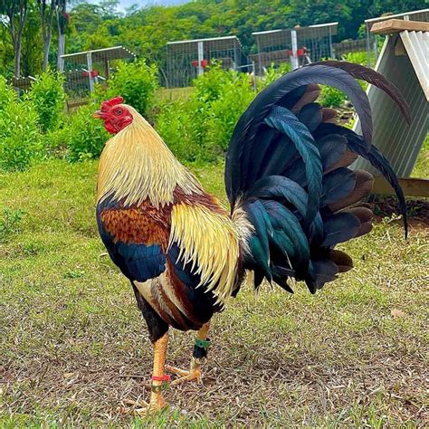Game Fowl .